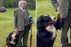 「把拔你哪時候才要陪我玩？」愛爾蘭總統致詞被狗狗不停「咬手偷摸」撒嬌成全場焦點