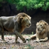 「萬獸之王染疫!」印度新冠肺炎疫情日趨嚴峻,動物園8隻獅子也難以倖免