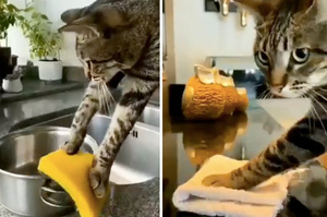 「馬麻這些都交給我來做！」貼心貓咪「愛做家事」洗碗掃地樣樣精通 真相笑翻網友