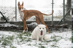 「下雪啦！」險變皮草的北極狐幸運獲救，初次見到雪樂開懷