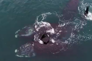 瀕危露脊鯨水中「胸鰭緊扣」公然抱抱放閃：讓全世界看見我們的愛！