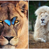 獅子王的英勇，你親眼見過嗎？英國攝影師用鏡頭帶震撼你！