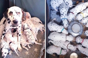 獸醫預測3胞胎，結果狗媽媽豪邁生下「18隻斑點狗寶寶」，創造澳洲新紀錄