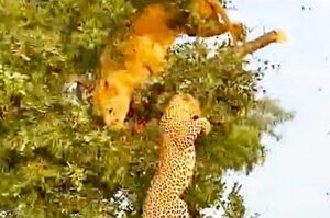 「我不發威你當我是病貓！」獅子為了食物爬上樹和豹猛幹