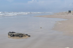 海邊驚見鱷魚奄奄一息！游了「超過600公里」奇蹟在海水裡存活獲救恢復健康