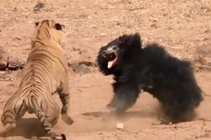孟加拉虎偷襲小懶熊，母愛爆發的熊媽媽：「你敢碰我孩子，我就和你拼命！」