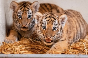 「恭喜老爺，賀喜夫人」等待9年，美國動物園虎夫婦終於升格當爸媽，誕下2隻可愛指數爆表的虎寶寶！
