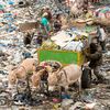 驢‌在‌熱‌死‌人‌的‌垃‌圾‌場‌當‌苦‌力‌「牠‌們‌的‌平‌均‌壽‌命‌只‌有‌六‌個‌月！」‌ ‌