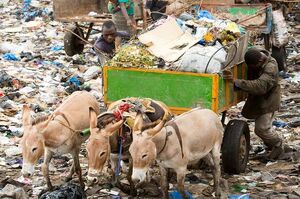 驢‌在‌熱‌死‌人‌的‌垃‌圾‌場‌當‌苦‌力‌「牠‌們‌的‌平‌均‌壽‌命‌只‌有‌六‌個‌月！」‌ ‌