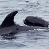 海豚媽媽母愛大爆發！收養領航鯨寶寶「當自己小孩養」開心游泳嬉戲 研究員嘖嘖稱奇