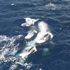 「驚心動魄的罕見獵殺」年幼藍鯨誤闖70隻殺人鯨的地盤，惹來殺身之禍！
