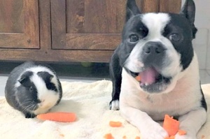 「好久不見，你長這麼大啦？」豚鼠誤認狗狗為失散多年的雙胞胎兄弟，馬上掏出胡蘿蔔請牠吃！