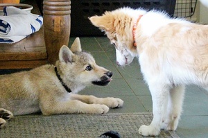 【初次見面您好，偶們可以開始玩了嗎？】 狗與狼第一次相見，沒有大打出手反而打成一片？