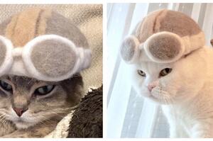 貓主子滿地掉毛怎麼辦？日本夫婦創意無限，3隻萌貓被迫「自己的毛自己戴」