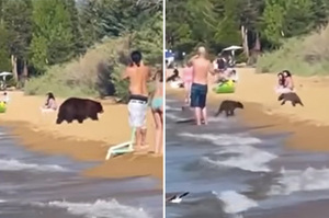 「天氣好熱呀！」熊媽帶小熊海邊嬉戲「互相潑水」海灘上悠哉漫步遊客全驚呆