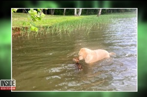 「別怕我來救你了！」黃金獵犬英勇拯救溺水的鹿寶寶，主人稱讚「牠是我的英雄！」