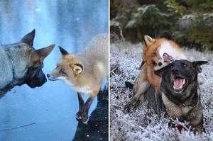 「友誼不分物種～」狗狗森林裡遇見狐狸「秒變好朋友」一起奔跑玩耍宛如童話