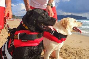 使命必達！專業的救生犬與救生員默契配搭拯救海上遇難者！