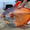 非比尋常！美國海灘驚現45公斤的罕見「月亮魚」擱淺，專家大感困惑