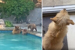 狗狗見​​熊媽帶小熊進泳池玩水「也想加入」守門口緊盯：馬麻幫我開門啦～
