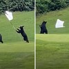 「趁馬麻不在趕快大玩特玩～」三隻小熊高爾夫球場上「玩摔角扯旗桿」耍寶樂翻