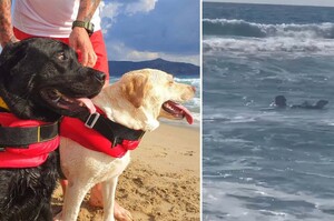 「我們來救你了！」狗狗救生員見女孩遭浪捲走衝進海「英勇救援」成功拉上岸