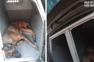 二狗受困汽車釀一死一傷悲劇，警方到場憤怒表示：馬上以虐待動物罪名逮捕主人歸案！