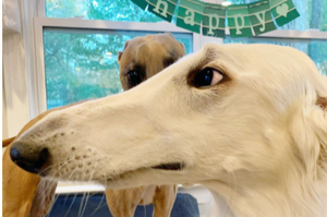 這樣的長鼻狗狗你見過嗎？馬上來欣賞打破世界紀錄的世上最長鼻子的狗！