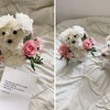 知道女友超疼愛犬!貼心男友訂做「一比一狗狗花」本尊呆愣:這是偶嗎?