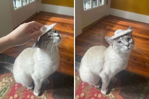 貓毛滿天飛！媽發揮創意「做成小帽子」可愛貓咪戴頭上：有沒有很美～