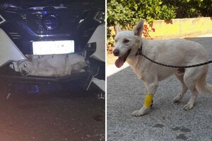 時速130公里！狗狗遭正面撞擊「卡進車頭」竟僅受輕傷瞪大眼：發生什麼事了？