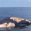 影片攝入大白鯊群正在撕扯一頭座頭鯨屍體，科學家驚嘆「難得一見的場景」！