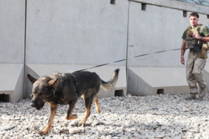 拋棄狗狗逃離塔利班？國防部發言人駁斥錯誤報導：「我們絕對不會放棄任何一隻軍犬！」