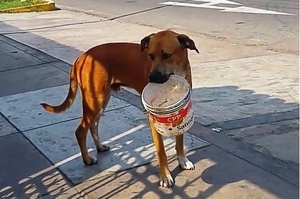 嚴重乾旱來襲，街道上的流浪狗也凍未條！叼起水桶向路人討水解渴？