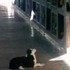 「主人一定會再回來的...」狗狗每天趴在靈骨塔前盼著主人回來,一動也不動守候的樣子令人心碎