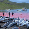 法羅群島在一天內殘忍獵殺1400頭海豚後，海洋動保團體動怒表示：這是歷史上前所未有的大規模屠殺！
