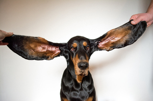 狗狗耳朵長達34公分刷新「金氏世界紀錄」化身汪界小飛象：快飛起來了～