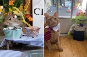 貓咪每天坐門口觀賞小動物，飼主突發奇想打造「迷你咖啡店」吸引大批超萌客人上門