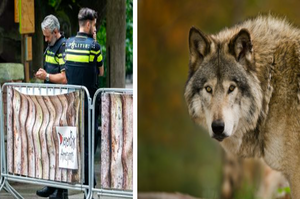 荷蘭動物園意外不斷！這次居然是兩隻灰狼從園裡逃出，與遊客一起「漫遊於動物園」？