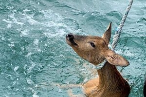小鹿漂流記：「偶要堅持活下去」！暖心漁夫成功救出海中掙扎的小鹿