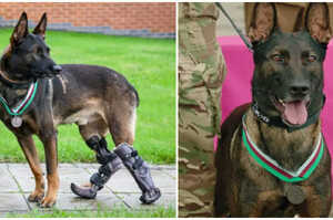 軍用犬在戰場上為了拯救士兵而遭到槍擊，軍方為了表揚牠而頒發給牠「軍犬最高榮譽獎」！