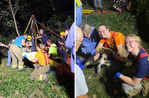 狗狗跌落12公尺深水井兩消防局「同心協力」垂降井底成功救援