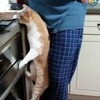 「這些全部都是偶的!」吃貨貓咪對食物是真心的,癡迷程度讓主人大呼頭疼