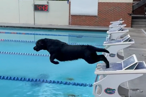 「虎父無犬子！」七屆奧運會金牌得主與自己的「狗兒子」比賽游泳