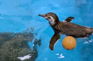 準備登大人！芝加哥企鵝寶寶「第一次下水」揮動小翅膀開心學游泳