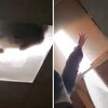 天花板出現巨大貓影！淡定喵直接「從天而降」嚇壞媽：到底怎麼上去的？