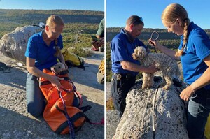 狗狗摔落12公尺深岩石縫困5天「毫髮無傷獲救」救援隊籲：牽繩很重要！