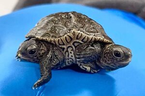 罕見鑽紋龜連體寶寶「雙頭六腿」一起開心游泳默契十足