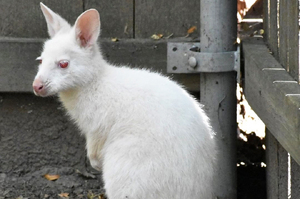 美國動物園白化症小袋鼠離開育兒袋「雪白毛髮＋紅眼」成最萌焦點