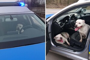 狗狗趁警察下車處理事故「霸佔駕駛座」呆坐燦笑：警察叔叔我們迷路了～